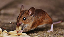 24 Hour & Emergency Exterminators in Robbinsville, NJ